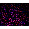 TUNEL LiFluor™ 647 Apoptosis Detection Kit (50 rxns)